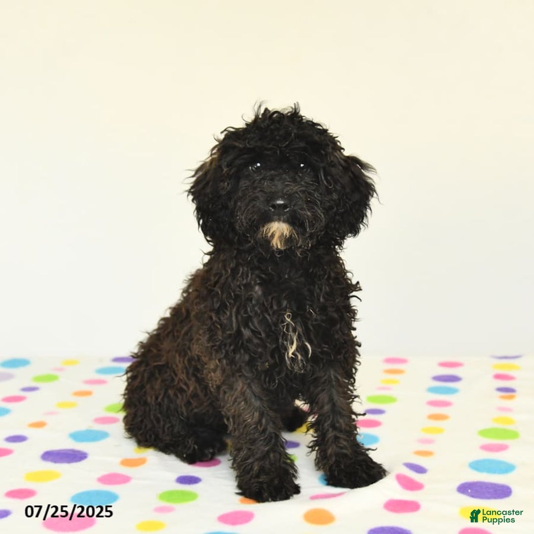 Miniature Poodle dogs for sale: Buster - Image 6