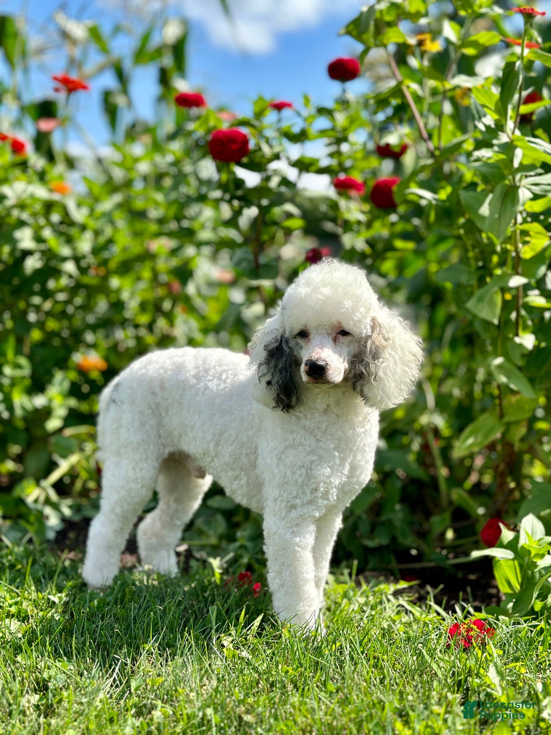 Mini Bernedoodle dogs for sale: Frank - Image 7