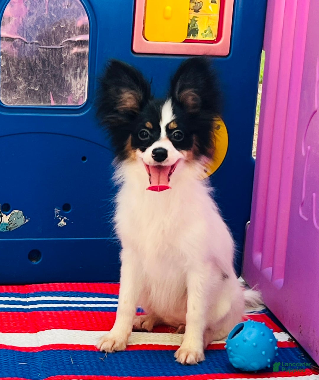 Papillon dogs for sale: Ch. Olimpia X Wilder - Image 3
