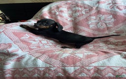 Dachshund dogs for sale: Sarah - Image 6