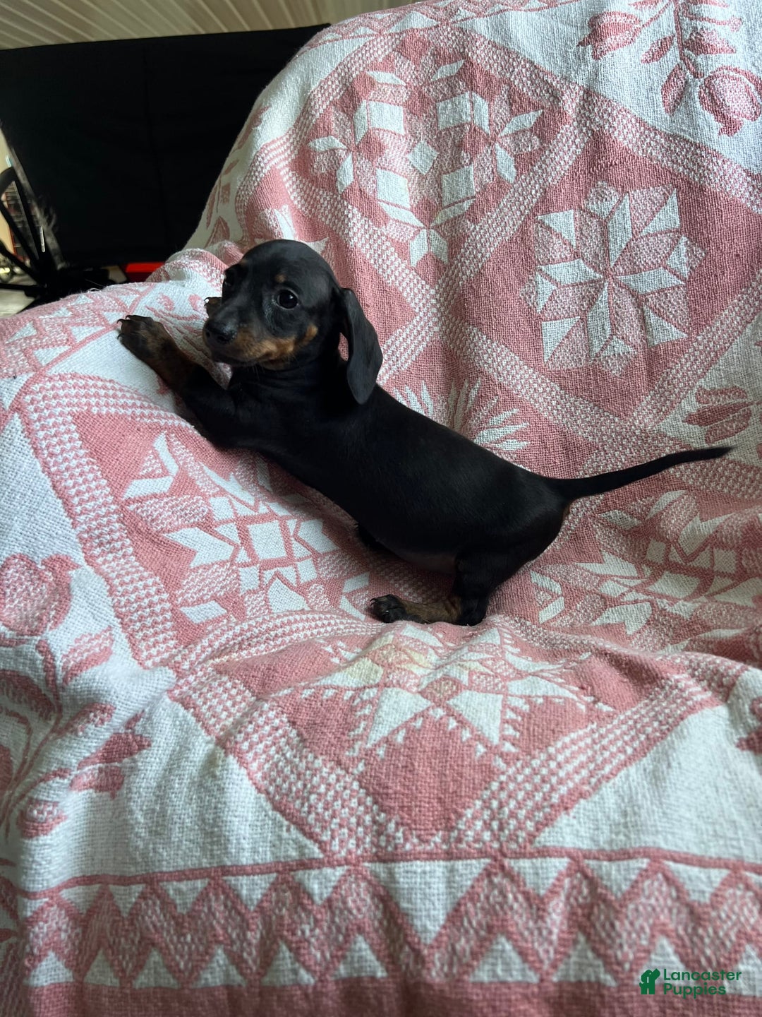 Dachshund dogs for sale: Sarah - Image 6