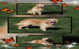 Golden Retriever dogs for sale: Savanna - Image 4