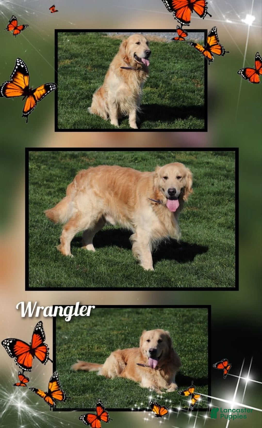 Golden Retriever dogs for sale: Savanna - Image 4