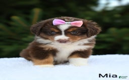Miniature Australian Shepherd dogs for sale: Mia - Image 4