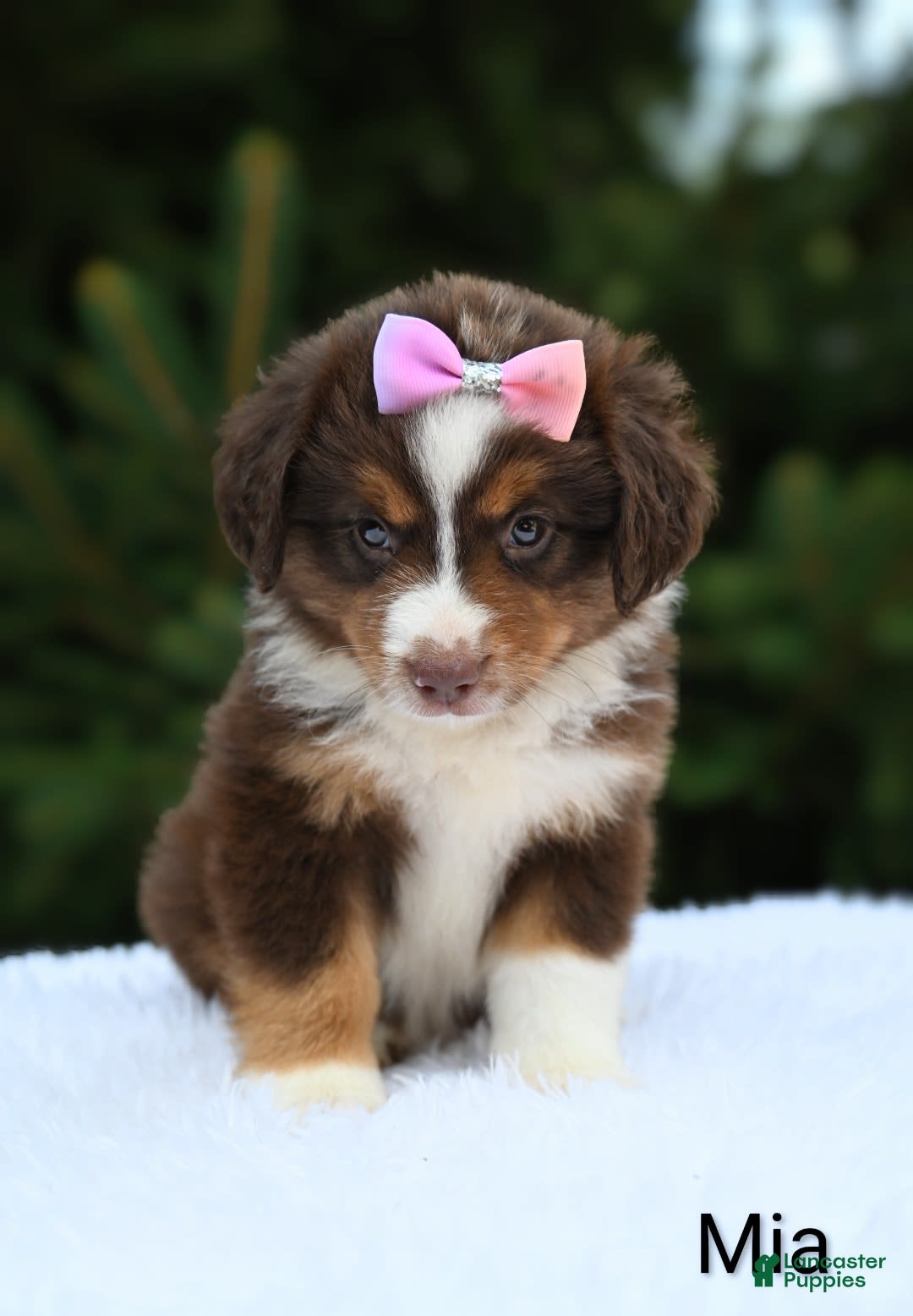 Miniature Australian Shepherd dogs for sale: Mia - Image 4