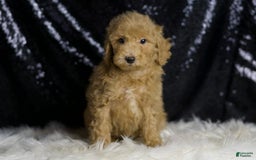 Mini Goldendoodle dogs for sale: Marvel - Image 2