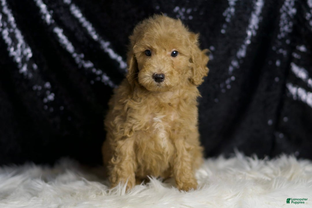 Mini Goldendoodle dogs for sale: Marvel - Image 2