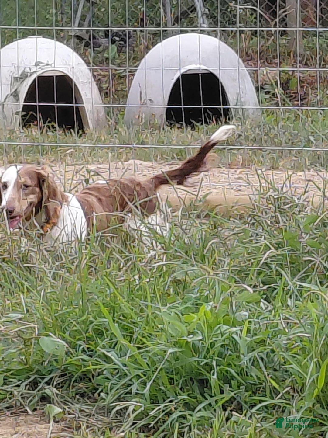 Miniature Dachshund dogs for sale: Lilly - Image 6