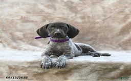 German Shorthaired Pointer dogs for sale: San Diego - Image 4