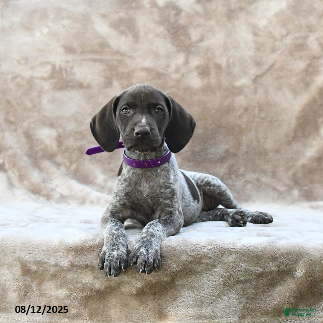 German Shorthaired Pointer dogs for sale: San Diego - Image 4