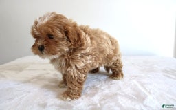 Shihpoo dogs for sale: Linc - Image 4