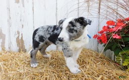 Australian Cattle Dog dogs for sale: Rambo - Image 3