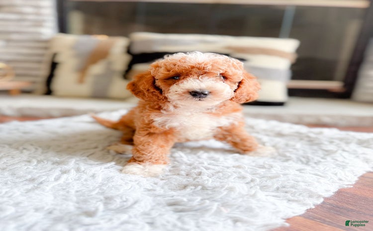 Maltipoo dogs for sale - Ad 2