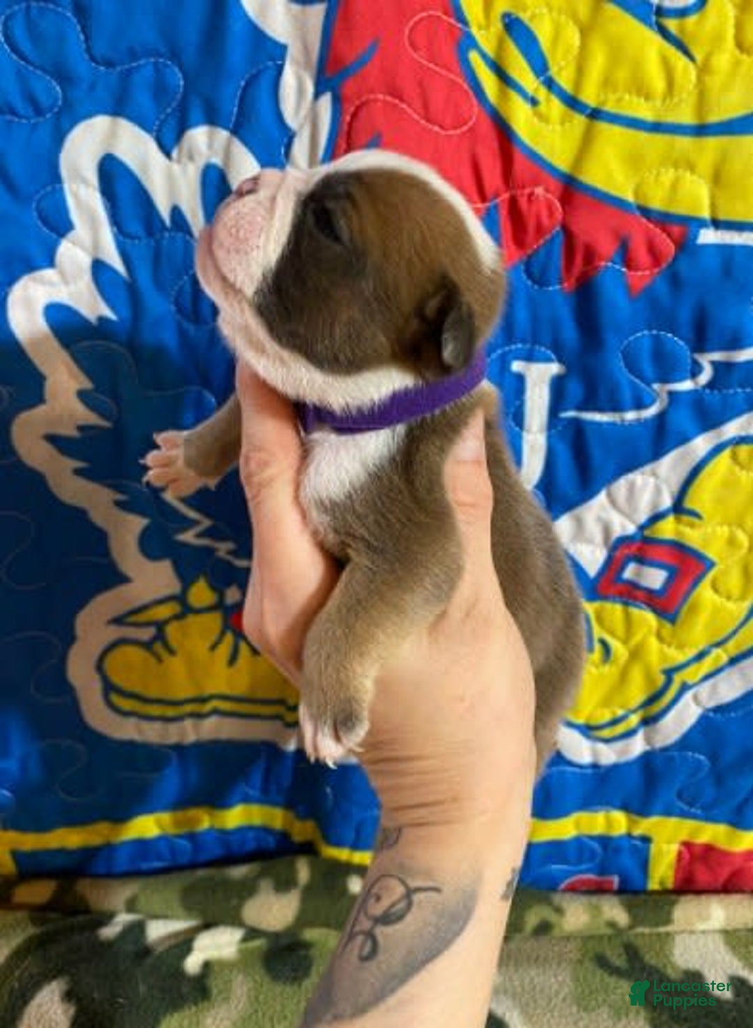 American Bulldog dogs for sale: Betty Crocker - Image 1