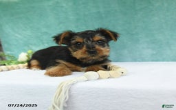 Yorkshire Terrier dogs for sale: Emmett - Image 10
