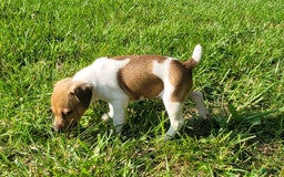 Jack Russell Terrier dogs for sale: Jack Russell Terrier Pike - Image 6
