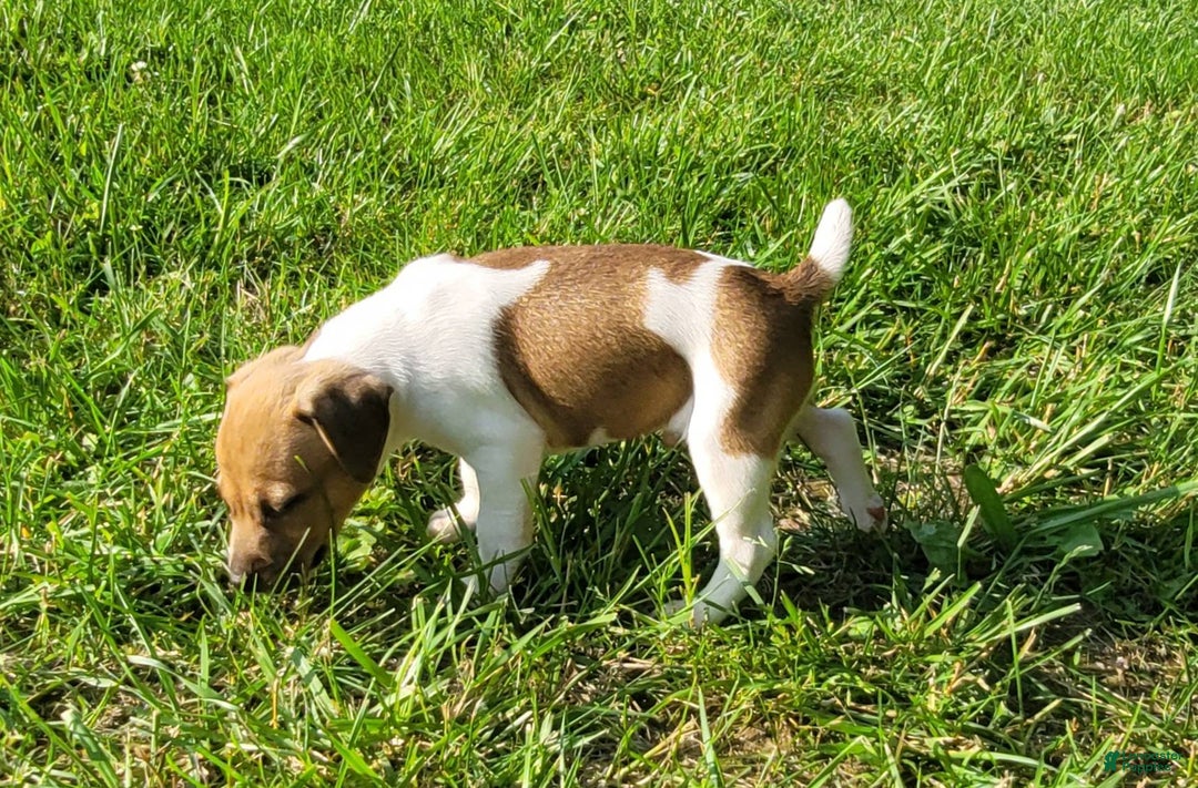 Jack Russell Terrier dogs for sale: Jack Russell Terrier Pike - Image 6