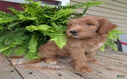 Goldendoodle dogs for sale: Cash - Image 20