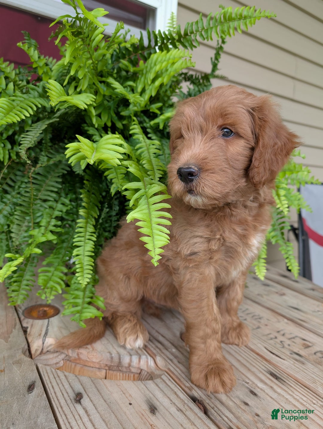 Goldendoodle dogs for sale: Cash - Image 20