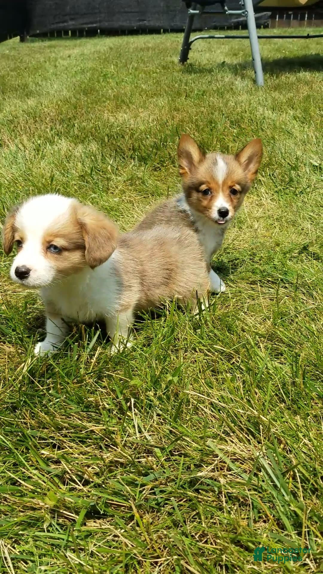 Welsh Corgi Pembroke dogs for sale: Molly - Image 7