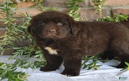 Newfoundland dogs for sale: Hunter - Image 1
