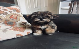 Havapoo dogs for sale: Oscar - Image 1