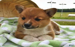 Welsh Corgi Pembroke dogs for sale: Tad - Image 3