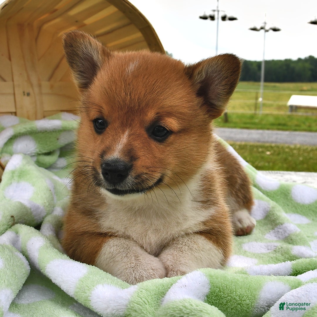 Welsh Corgi Pembroke dogs for sale: Tad - Image 3