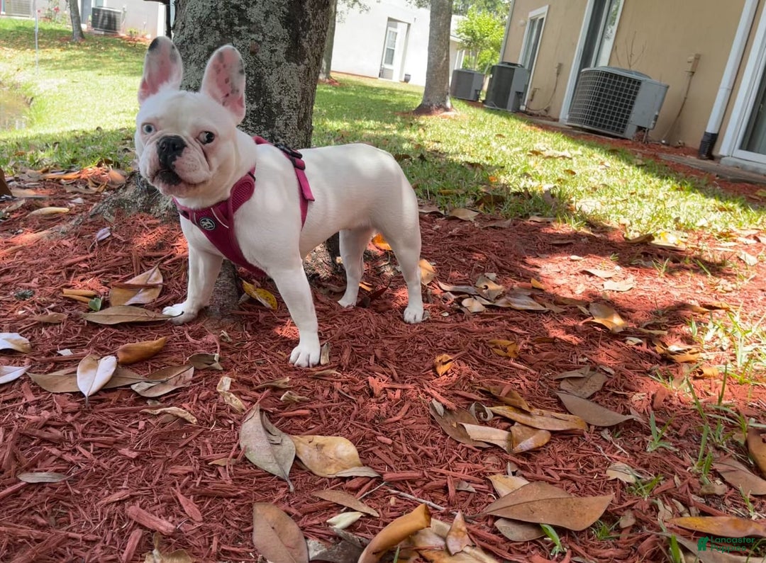French Bulldog dogs for sale: Picasso - Image 7