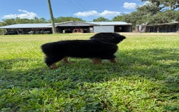 Miniature Australian Shepherd dogs for sale: F-Brown - Image 2