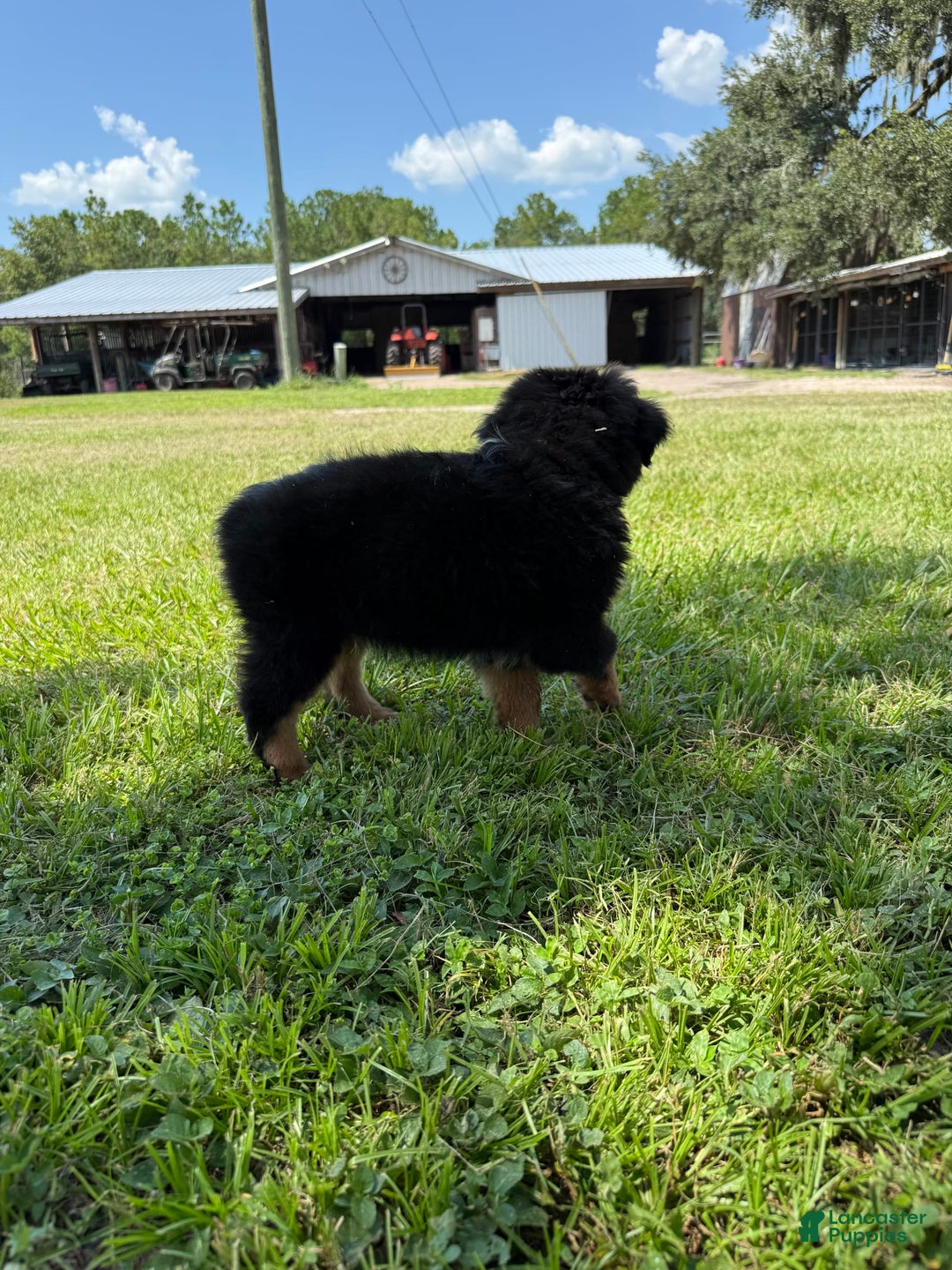 Miniature Australian Shepherd dogs for sale: F-Brown - Image 2