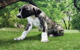 Anatolian Shepherd dogs for sale: AKC Dusty 2025 Male 6 - Image 2