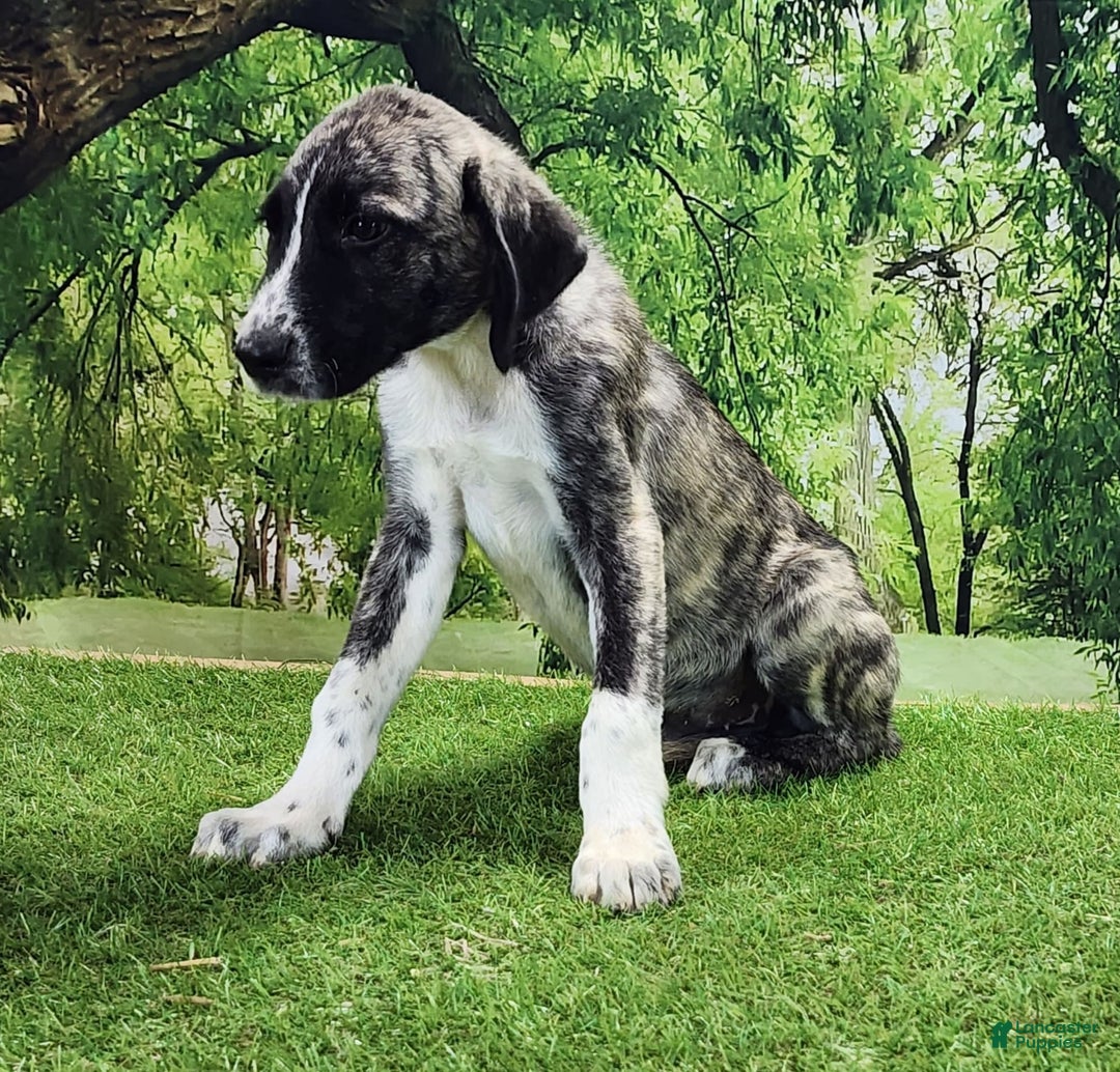 Anatolian Shepherd dogs for sale: AKC Dusty 2025 Male 6 - Image 2