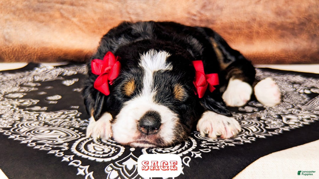 Bernedoodle dogs for sale: Sage - Image 7