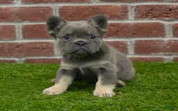 French Bulldog dogs for sale: Lola - Image 9
