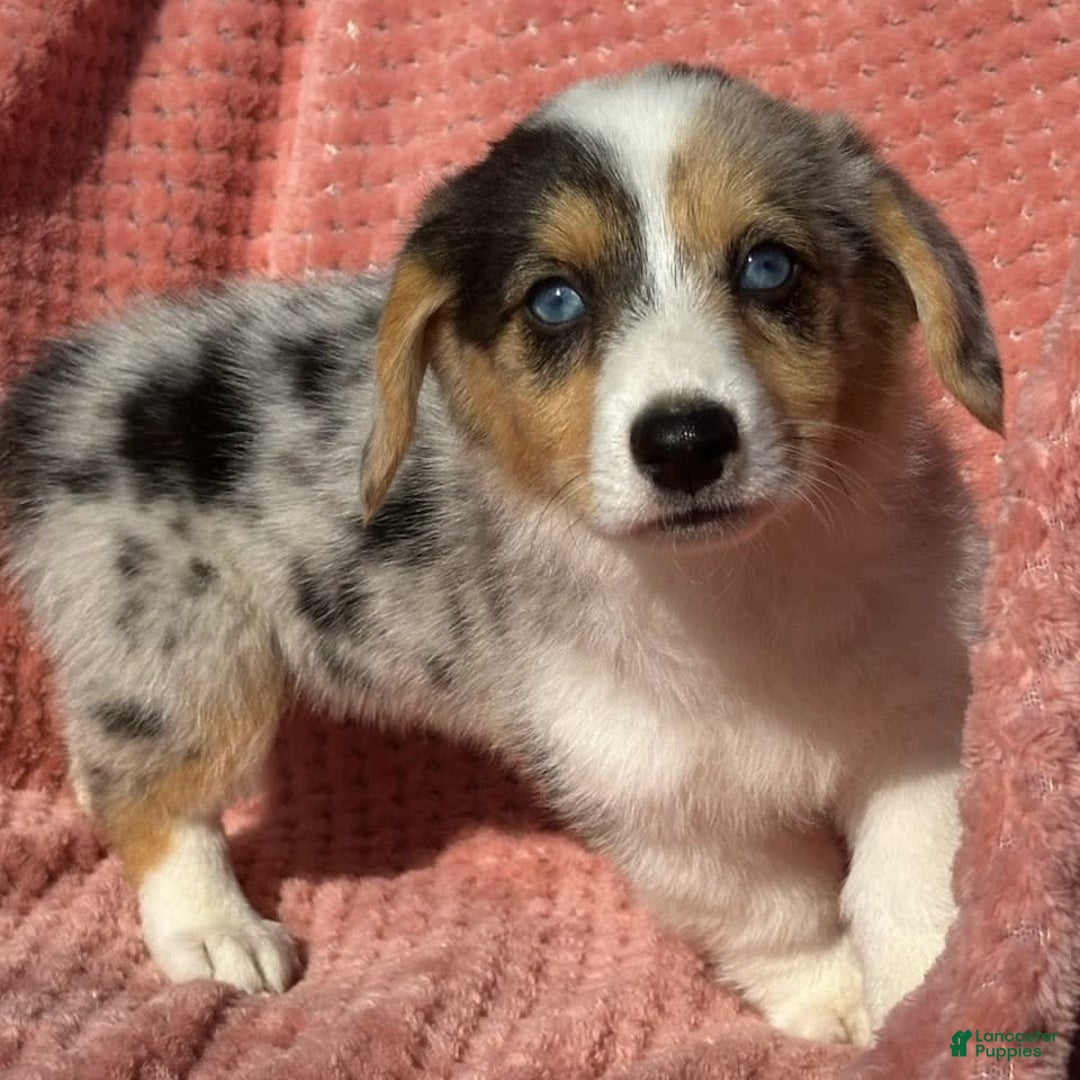 Welsh Corgi Pembroke dogs for sale: Welsh Corgi (Pembroke) 3 puppies - Image 9