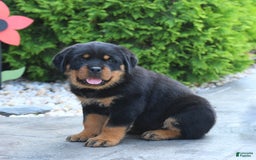 Rottweiler dogs for sale: Rottweiler 7 puppies - Image 11