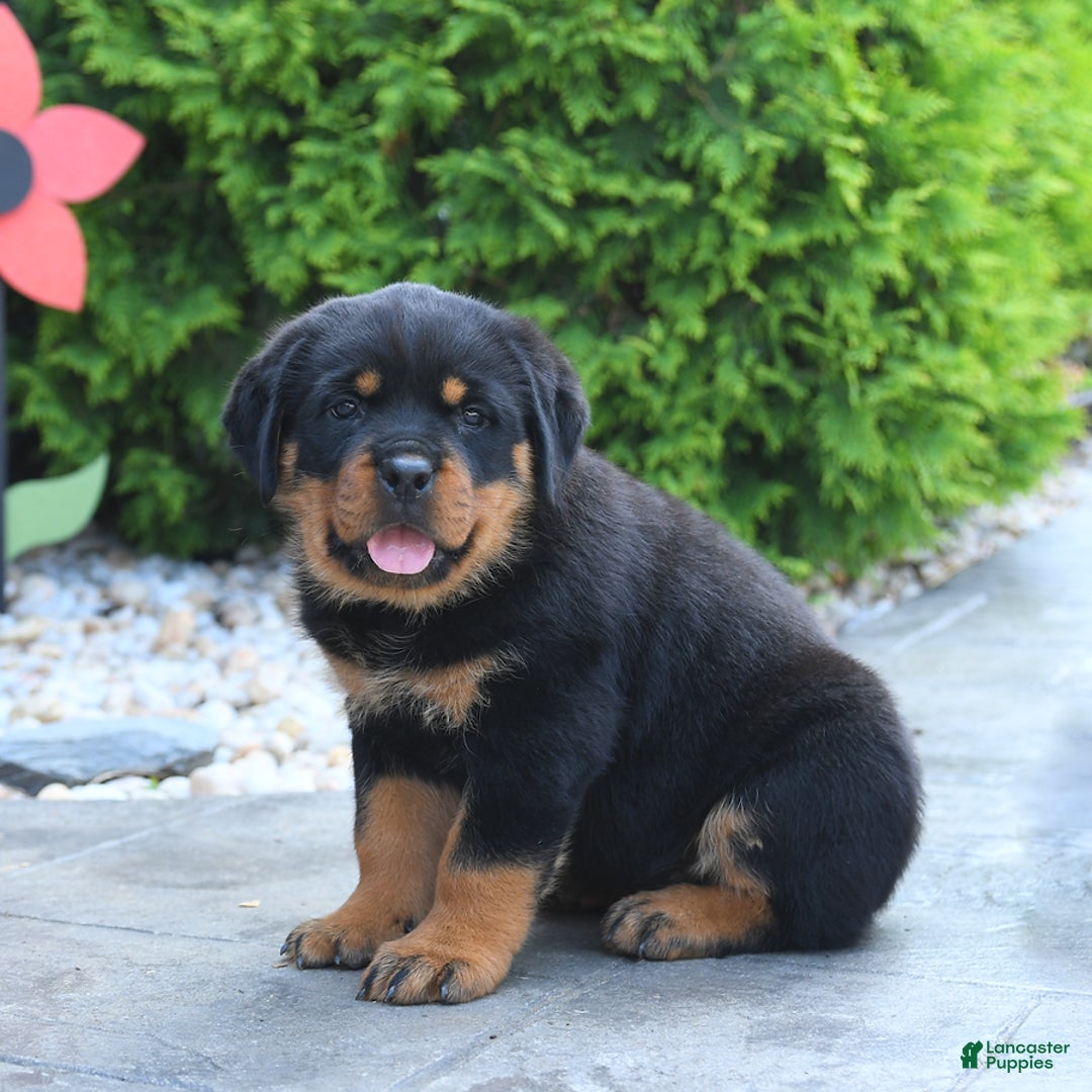 Rottweiler dogs for sale: Rottweiler 7 puppies - Image 11