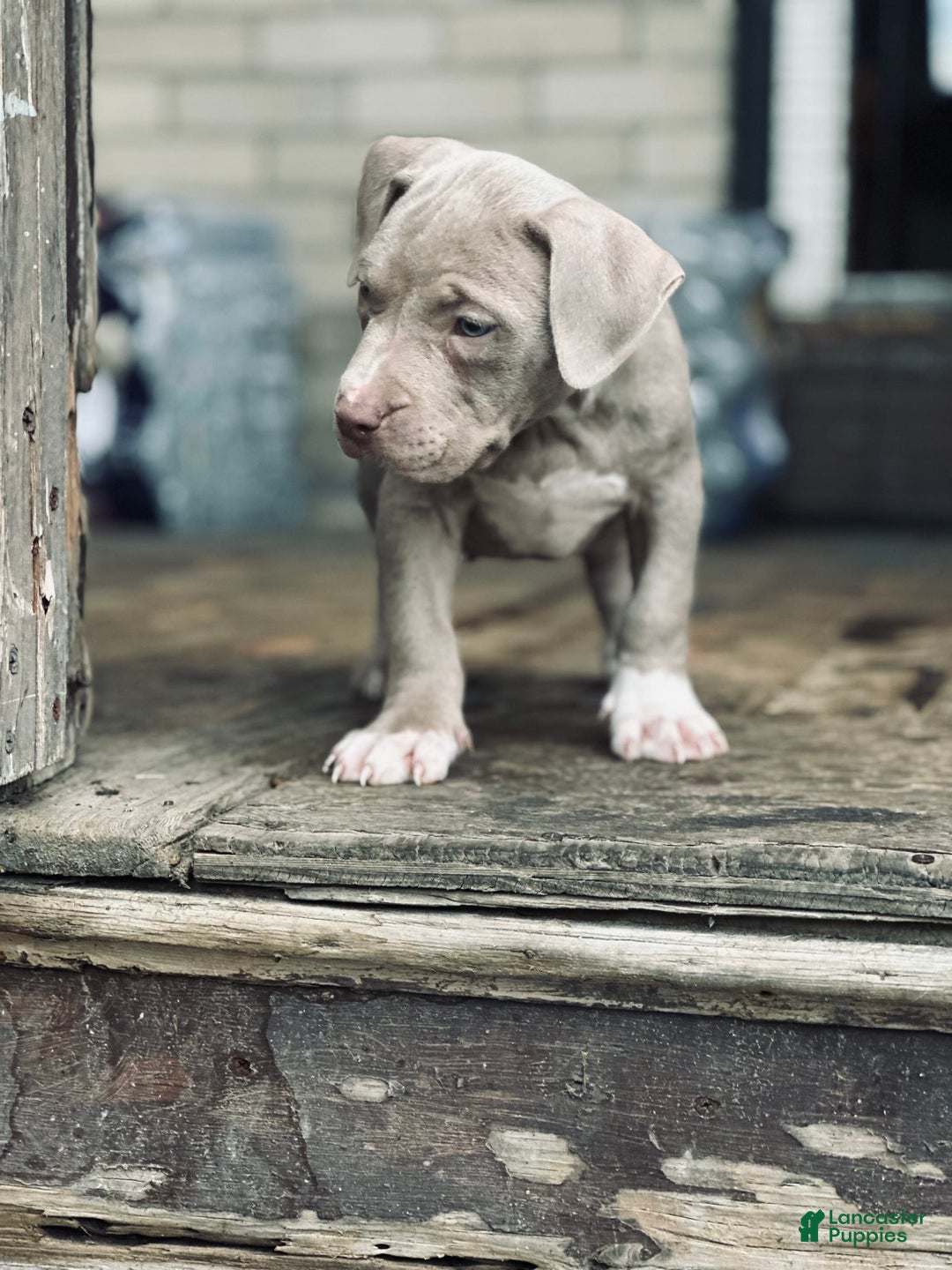 American Bully dogs for sale: Loc - Image 14