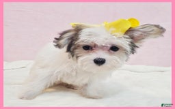 Morkie dogs for sale: Gwen - Image 1