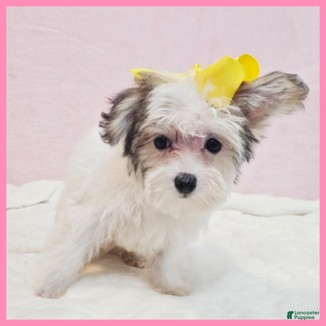 Morkie dogs for sale: Gwen - Image 1