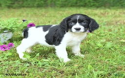 English Springer Spaniel dogs for sale: Pearl - Image 4