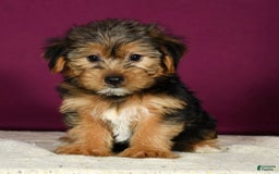Yorkshire Terrier dogs for sale: Jamie - Image 5