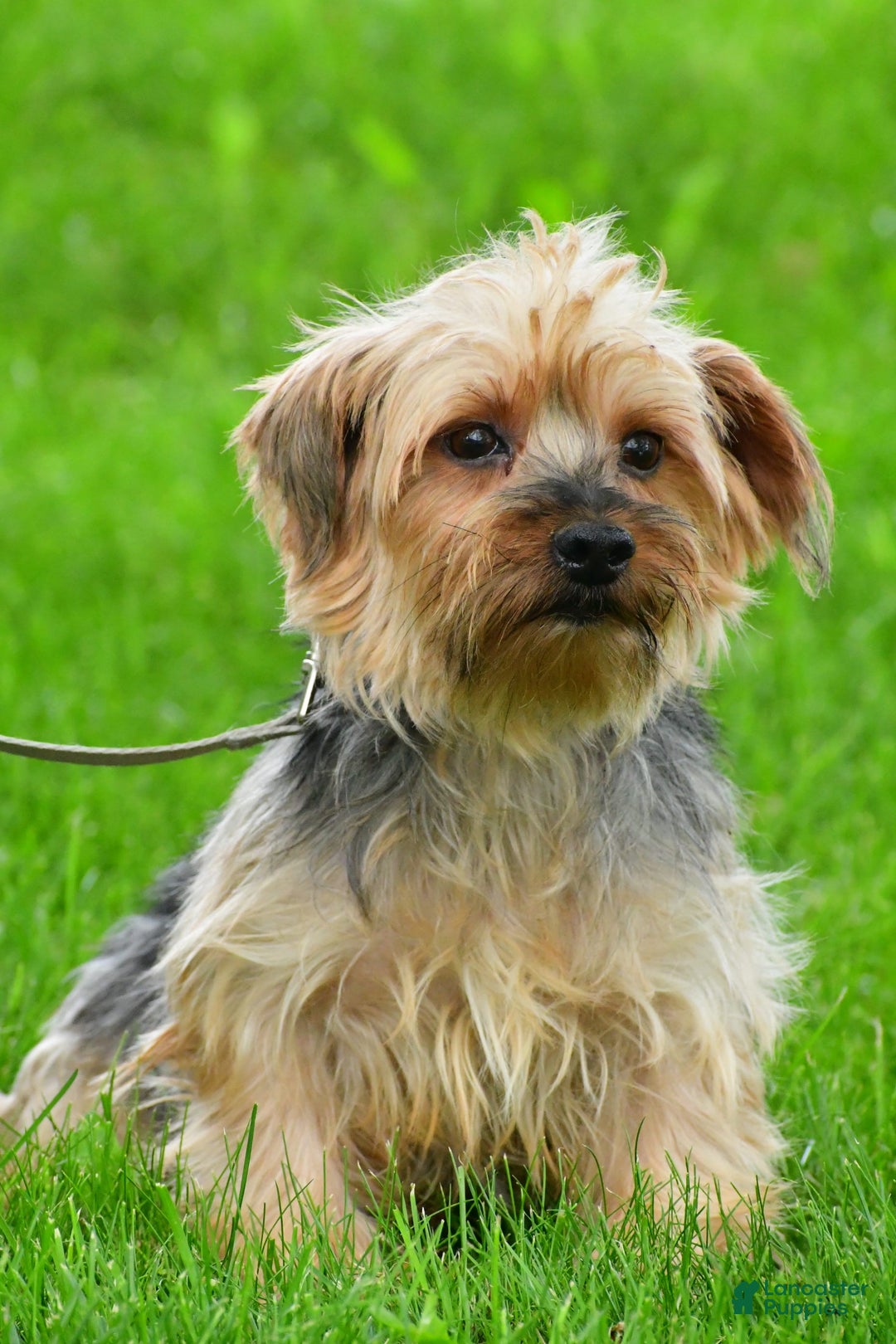 Yochon dogs for sale: Kylie - Image 8