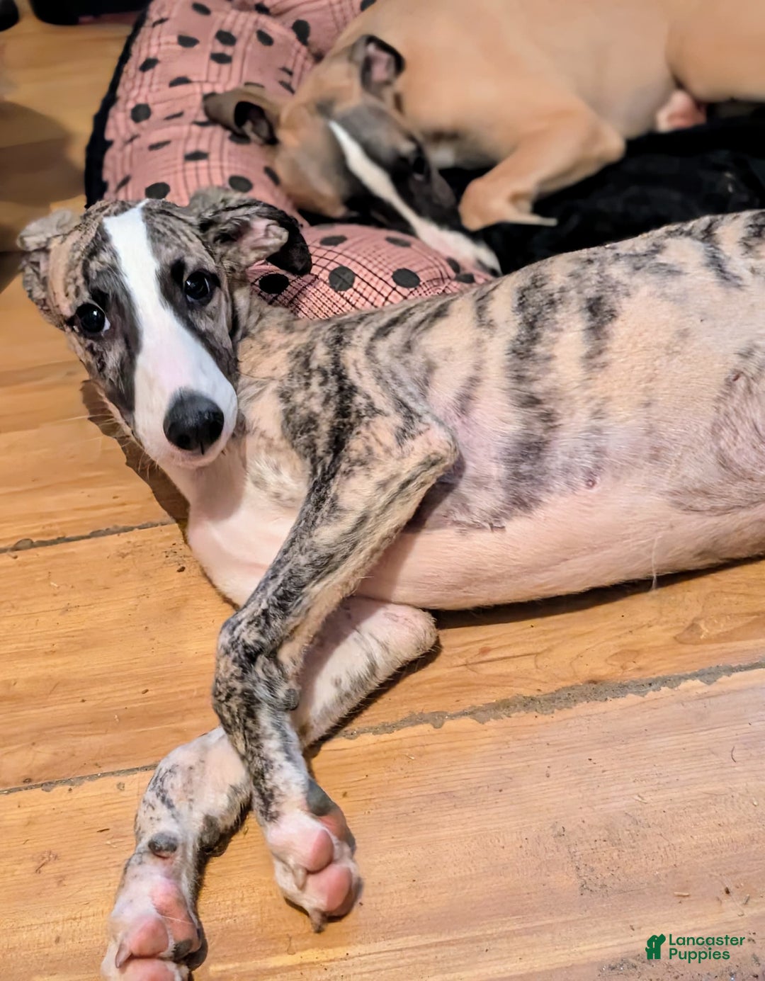 Whippet dogs for sale: Oscar - Image 6