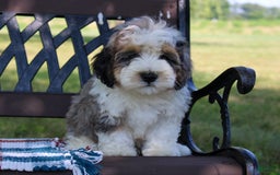Mini Bernedoodle dogs for sale: Luke - Image 19