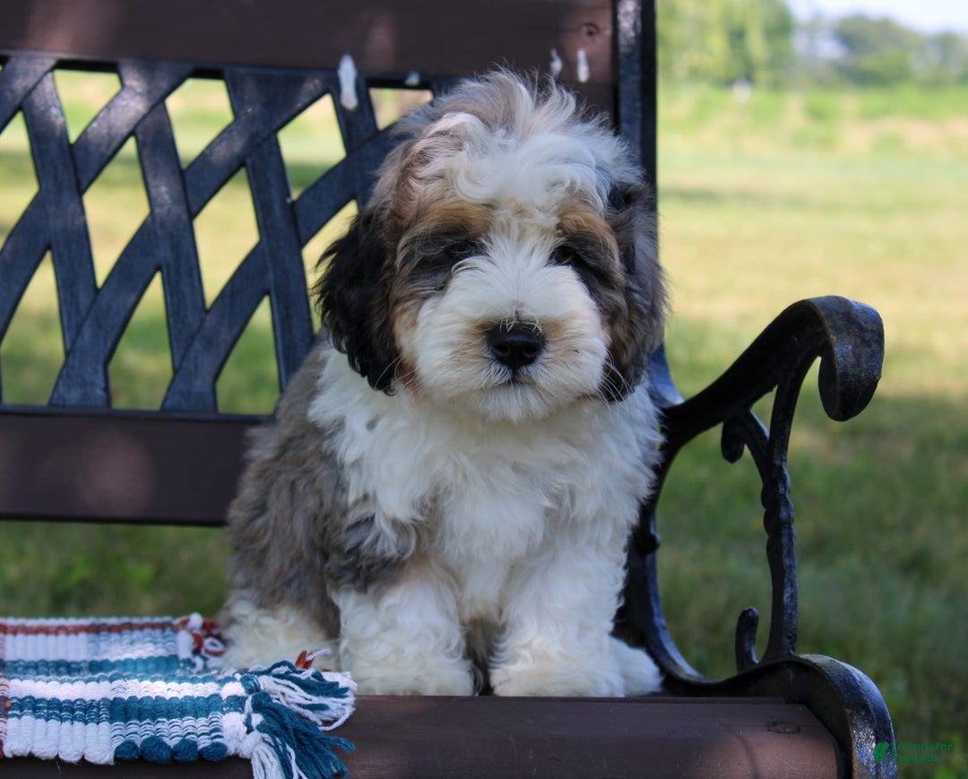 Mini Bernedoodle dogs for sale: Luke - Image 19