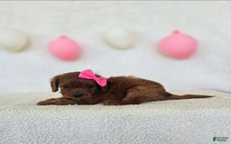 Cavapoo dogs for sale: Summer - Image 5