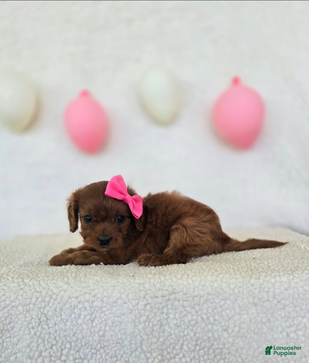 Cavapoo dogs for sale: Summer - Image 5