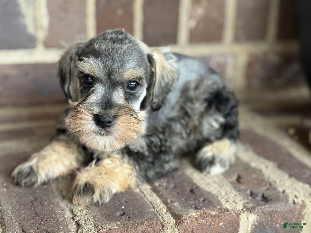 Miniature Schnauzer dogs for sale: Gypsy Male 2 - Image 2